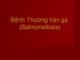 Bài giảng Bệnh thương hàn gà (Salmonellosis)